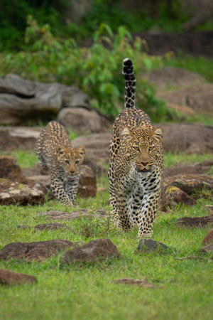 Female leopard and cub walk toward cameraの写真素材