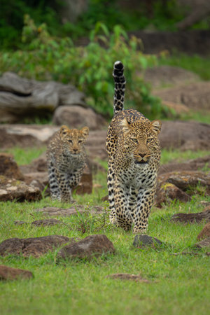 Female leopard leads cub across rocky savannahの写真素材