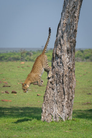 Female leopard climbs down tree on grassland