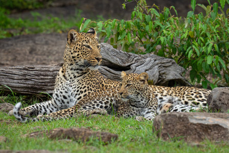 Female leopard and cub lie among rocks