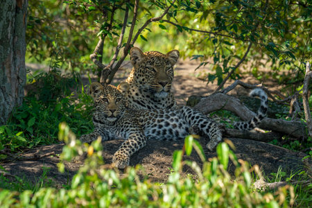 Female leopard lying with cub in bushes
