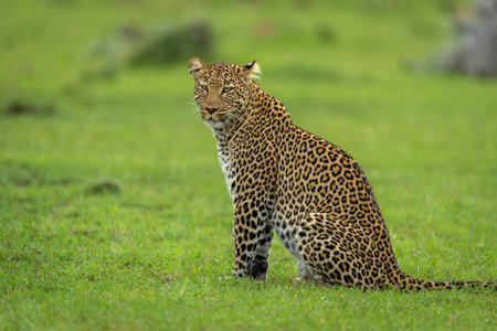 Female leopard sits on grass looking round