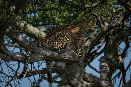 Female leopard sitting in tree dangling leg