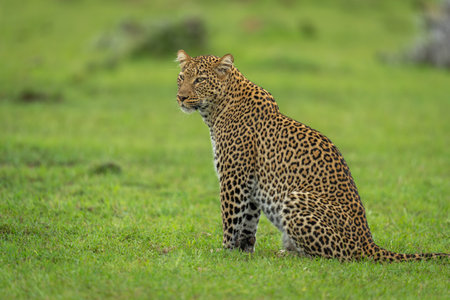 Female leopard sits on grass turning head