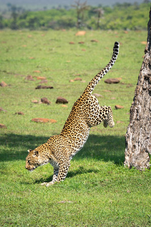 Female leopard jumps off tree in grasslandの写真素材