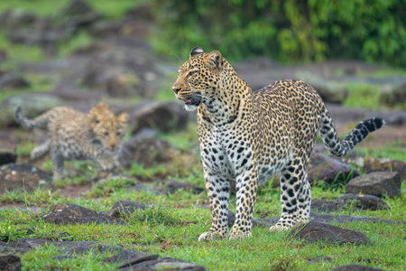 Female leopard stands with cub among rocks