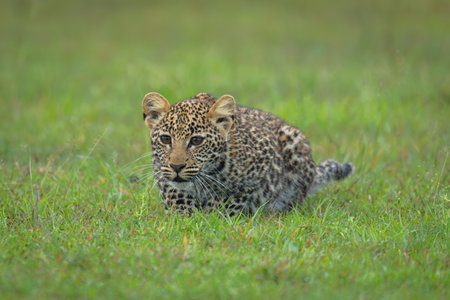 Leopard cub lies hiding paws on grass