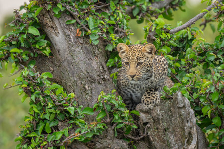 Leopard cub lies looking down from tree