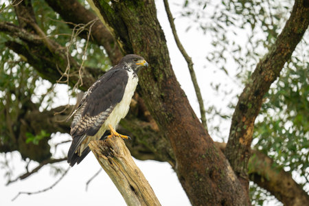Great sparrowhawk in profile on tree stump