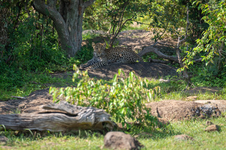 Leopard cub lies in bushes by treeの写真素材