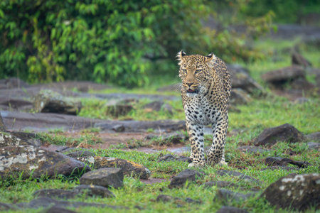 Female leopard walks towards camera lifting forefoot