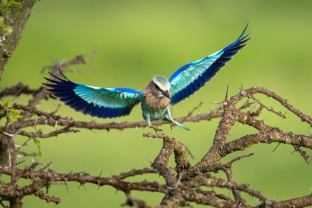 Lilac-breasted roller spreads wings landing on thornbushの写真素材