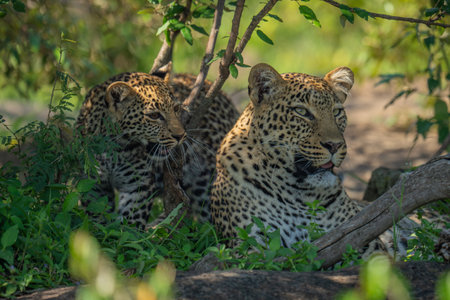 Leopard cub stands by mother in bushesの写真素材