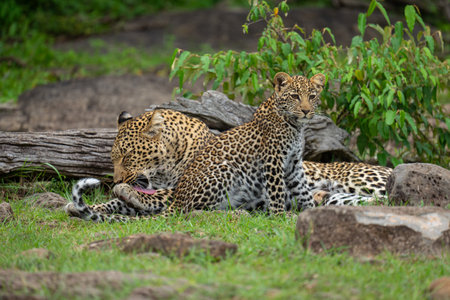 Leopard lies licking paw by seated cubの写真素材