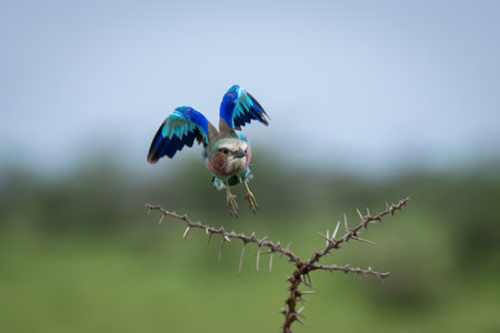 Lilac-breasted roller flaps wings over whistling thornsの写真素材