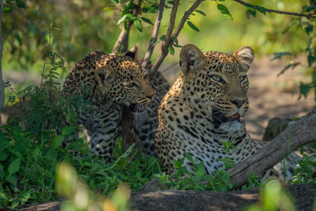 Leopard cub standing by mother in bushesの写真素材