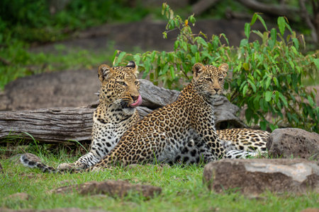 Leopard lies with seated cub licking lipsの写真素材