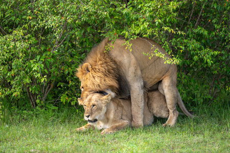 Lion mating with femaleの写真素材