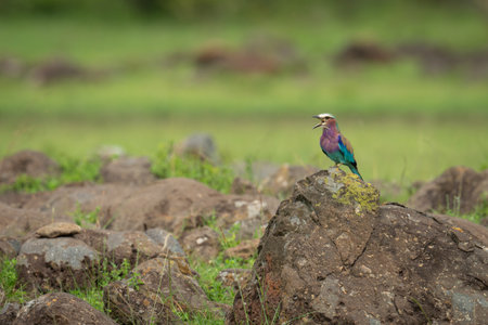 Lilac-breasted roller on lichen-covered rock opens beakの写真素材