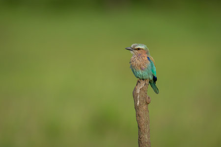 Lilac-breasted roller on vertical branch turning headの写真素材