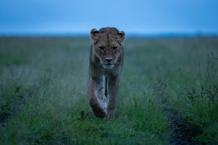 Lioness crosses grassland towards camera lifting pawの写真素材