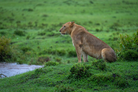 Lioness sits on grassy riverbank in profileの写真素材