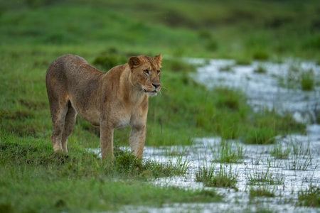 Lioness stands by water in flooded savannahの写真素材