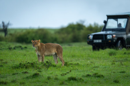 Lioness stands in savannah near safari truckの写真素材