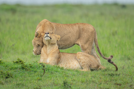 Lioness stands nuzzling another lying on grassの写真素材