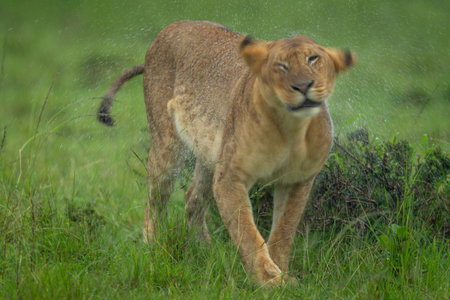 Lioness stands shaking away rainwater from headの写真素材