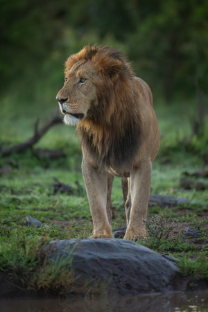 Male lion stands by rock beside waterholeの写真素材