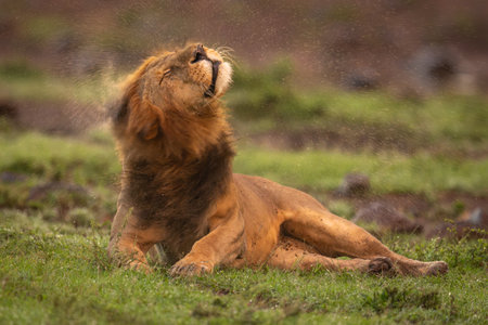 Male lion lies shaking head on savannahの写真素材