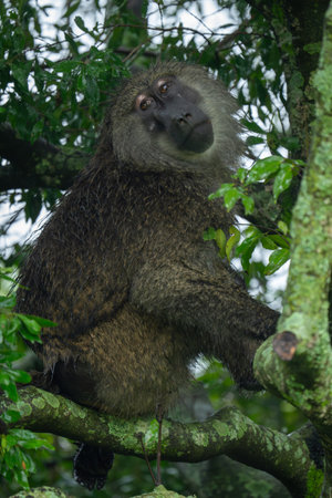 Male olive baboon sits throwing head back