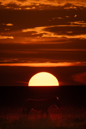 Plains zebra crosses grassland as sun setsの写真素材