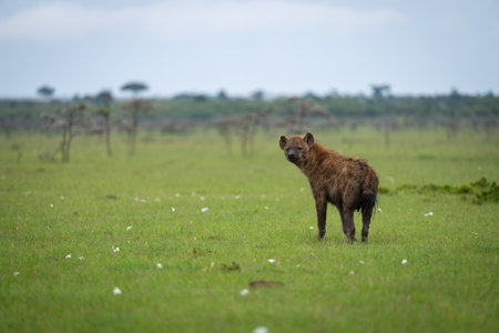 Spotted hyena stands near thornbushes watching cameraの写真素材