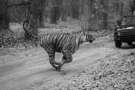 Mono tiger bounds past jeep on trackの写真素材