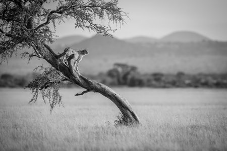Mono cheetah stands on tree in grasslandの写真素材