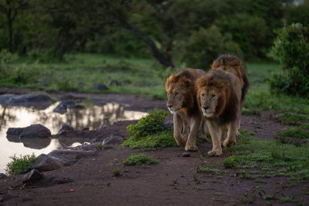 Three male lions walk past waterhole togetherの写真素材