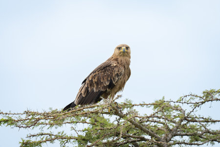 Tawny eagle watches camera from whistling thorn