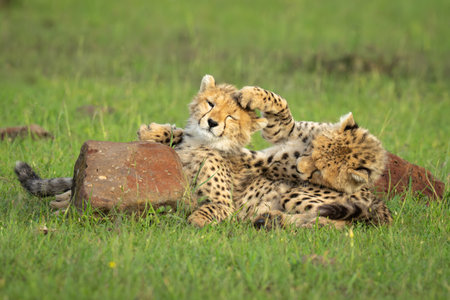 Two cheetah cubs lie playing by rockの写真素材