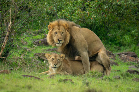 Two lions mate on grass near bushesの写真素材
