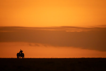Two plains zebras wrestle on sunset horizonの写真素材