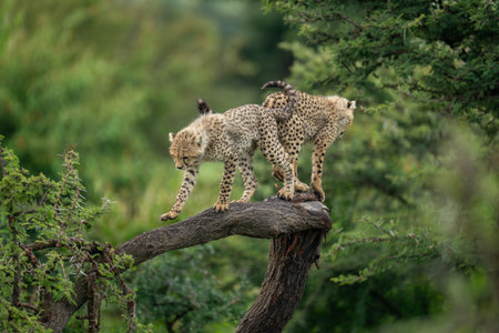 Two cheetah cubs stand on twisted treeの写真素材
