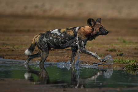 An African wild dog crosses shallows in sunshine, splashing water with its paws. It has a black, white and brown coat with large ears.の写真素材