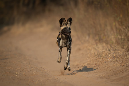 An African wild dog runs towards the camera along a sandy track. It has a black, white and brown coat with large ears.の写真素材