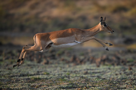 A female impala jumps across the savanna in sunshine. She has a pale brown coat with a dark brown back.の写真素材