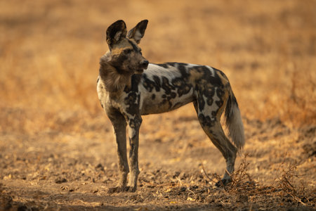 An African wild dog stands turning its head on a dirt track. It has a black, white and brown coat with large ears.の写真素材