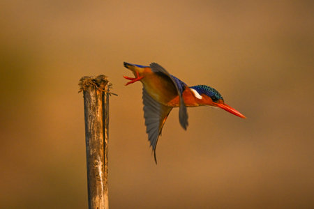 A malachite kingfisher flies horizontally off a wooden marker post. It has a rufous body, a black, white, blue and green head, blue and grey wings, red feet and a red beak.の写真素材