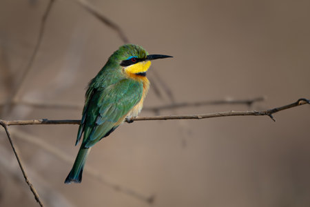 A little bee-eater with a catchlight in its eye perches in profile on a slim twig. It has an orange body, green wings, a green, black and yellow head and a black beak.の写真素材