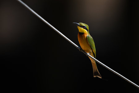 A little bee-eater watches the camera from a diagonal wire. It has an orange body, green wings, a green, black and yellow head and a black beak. Shot in South Luangwa National Park, Zambia, in July 2024.の写真素材